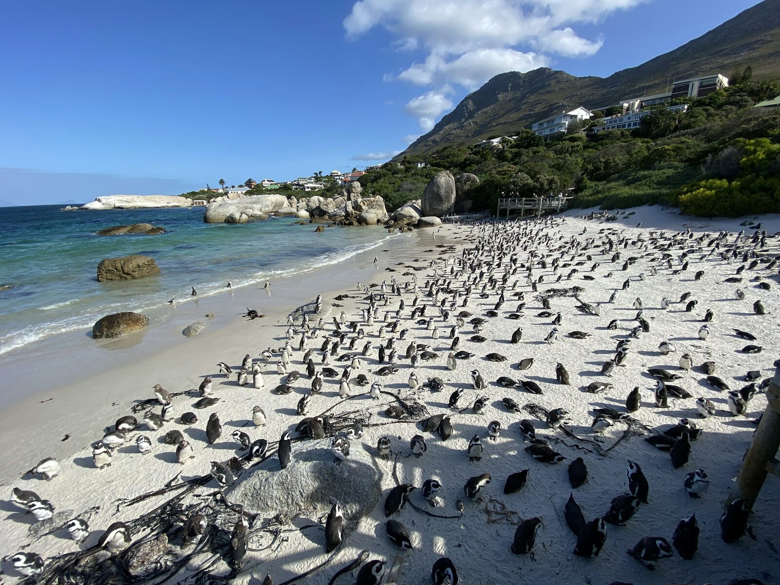 A large colony of African penguins spread across the white sand at Boulders Beach.