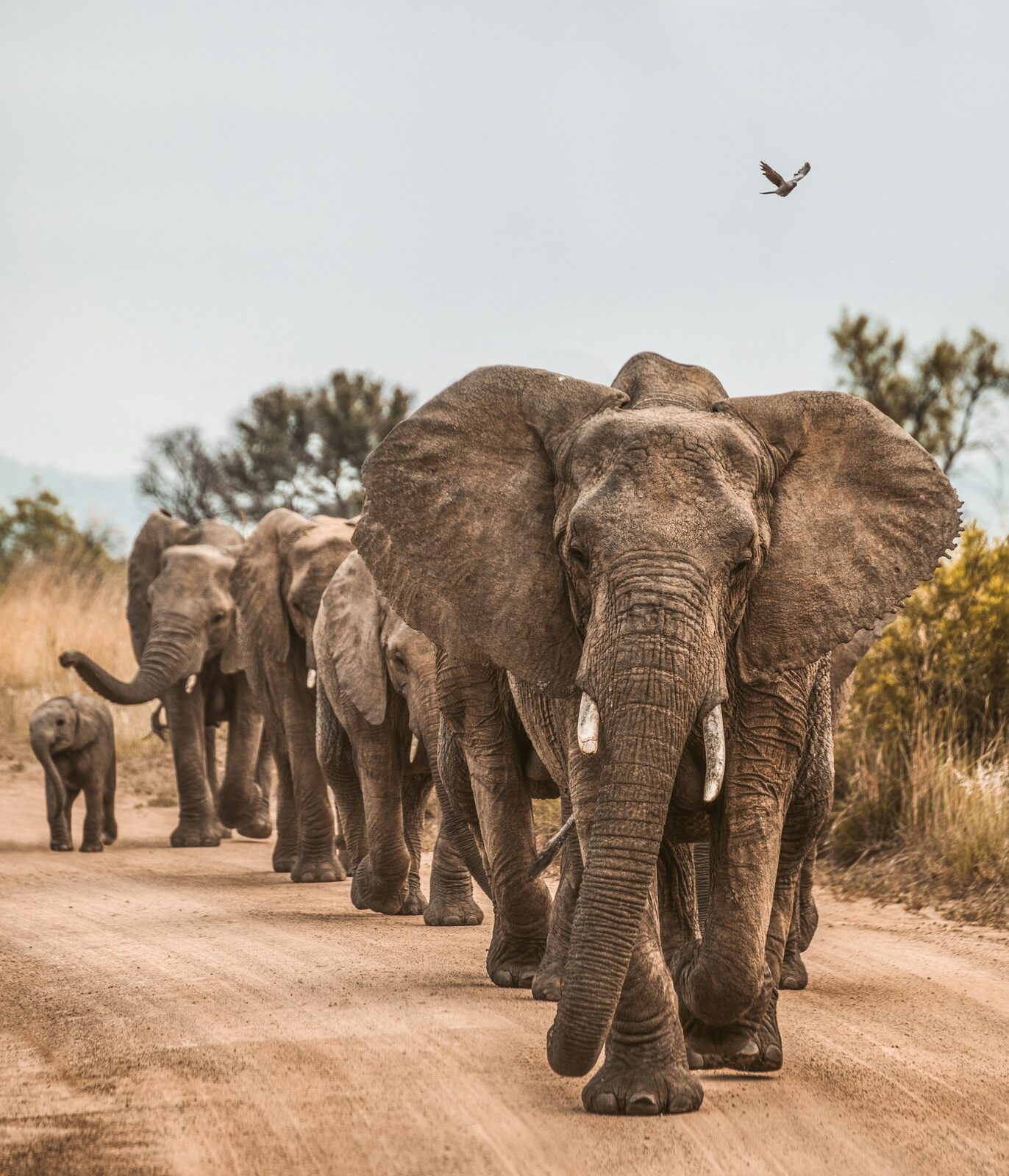 A herd of elephants walking down a dirt road on a game reserve.