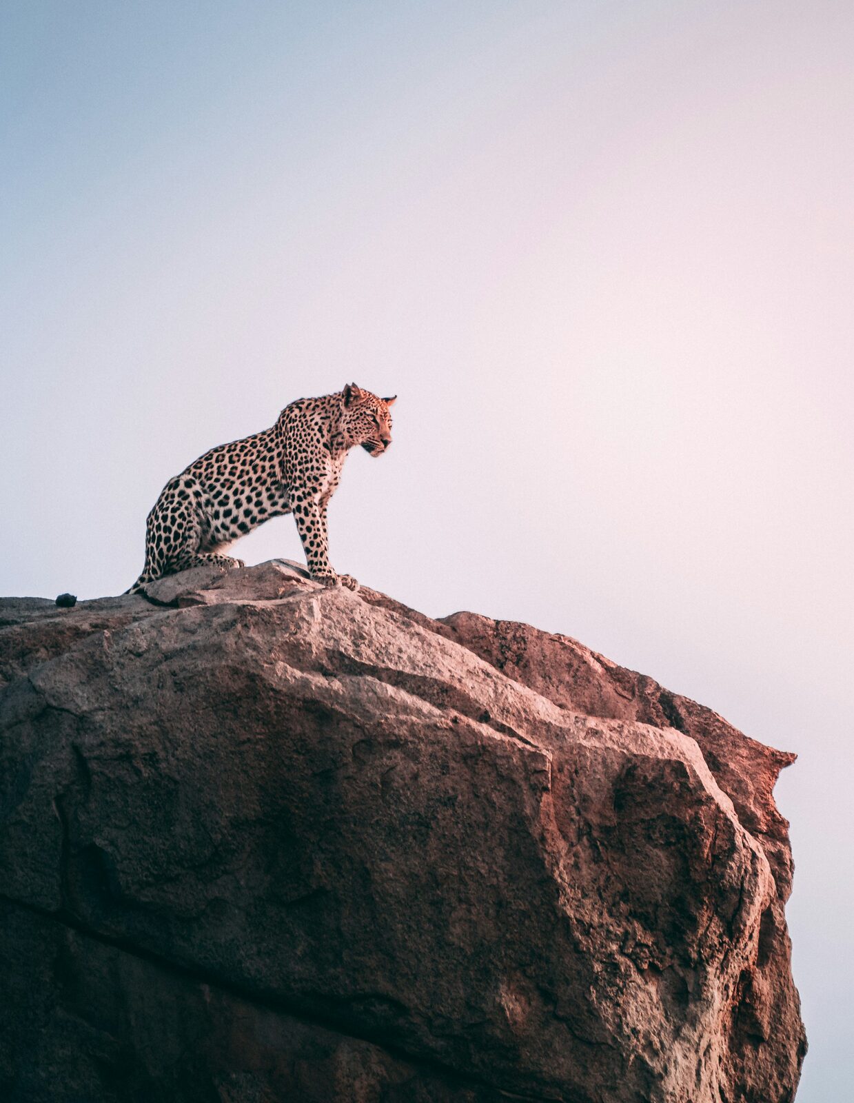 A leopard sitting on a rock outcrop against a pale sky at dusk.