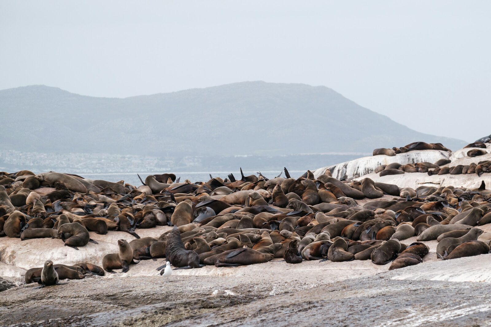 A dense colony of Cape fur seals resting on the rocks of Seal Island near Hout Bay.